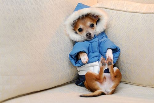 Зимние шмотки