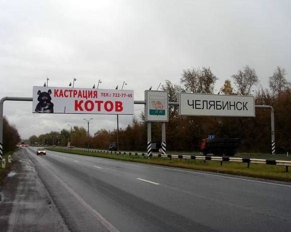 Челябинские коты