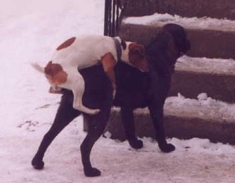 Любовь зла