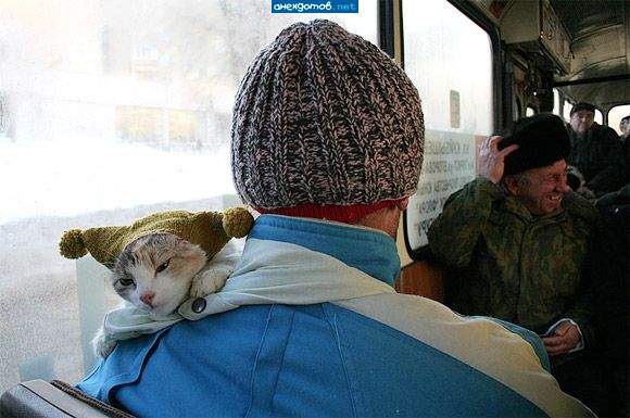 Ухи мои, ухи...