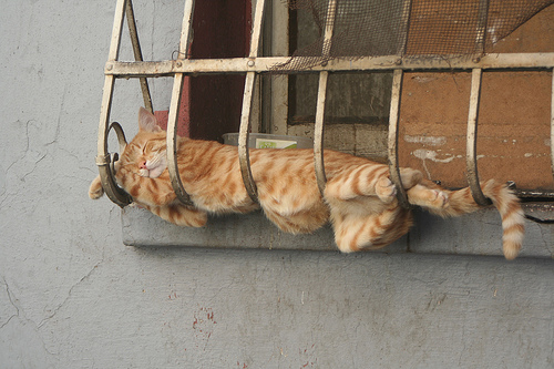 Нас и тут неплохо кормят