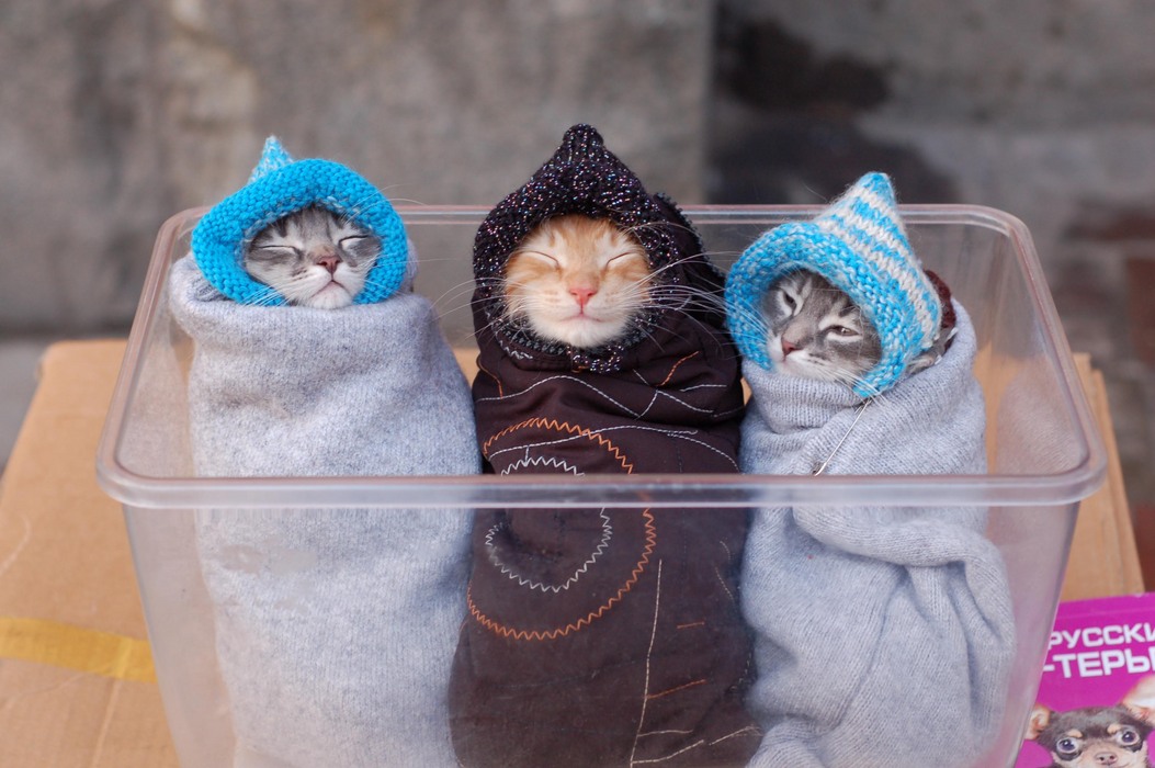 Три кота