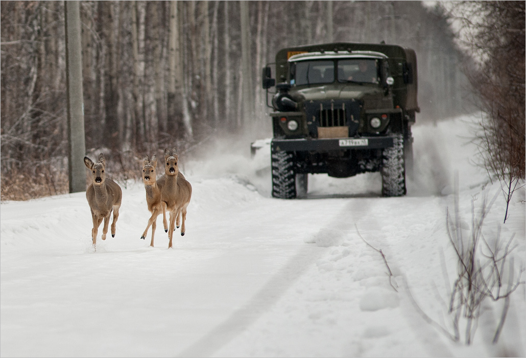 Про уральскую фотоохоту © onepamop