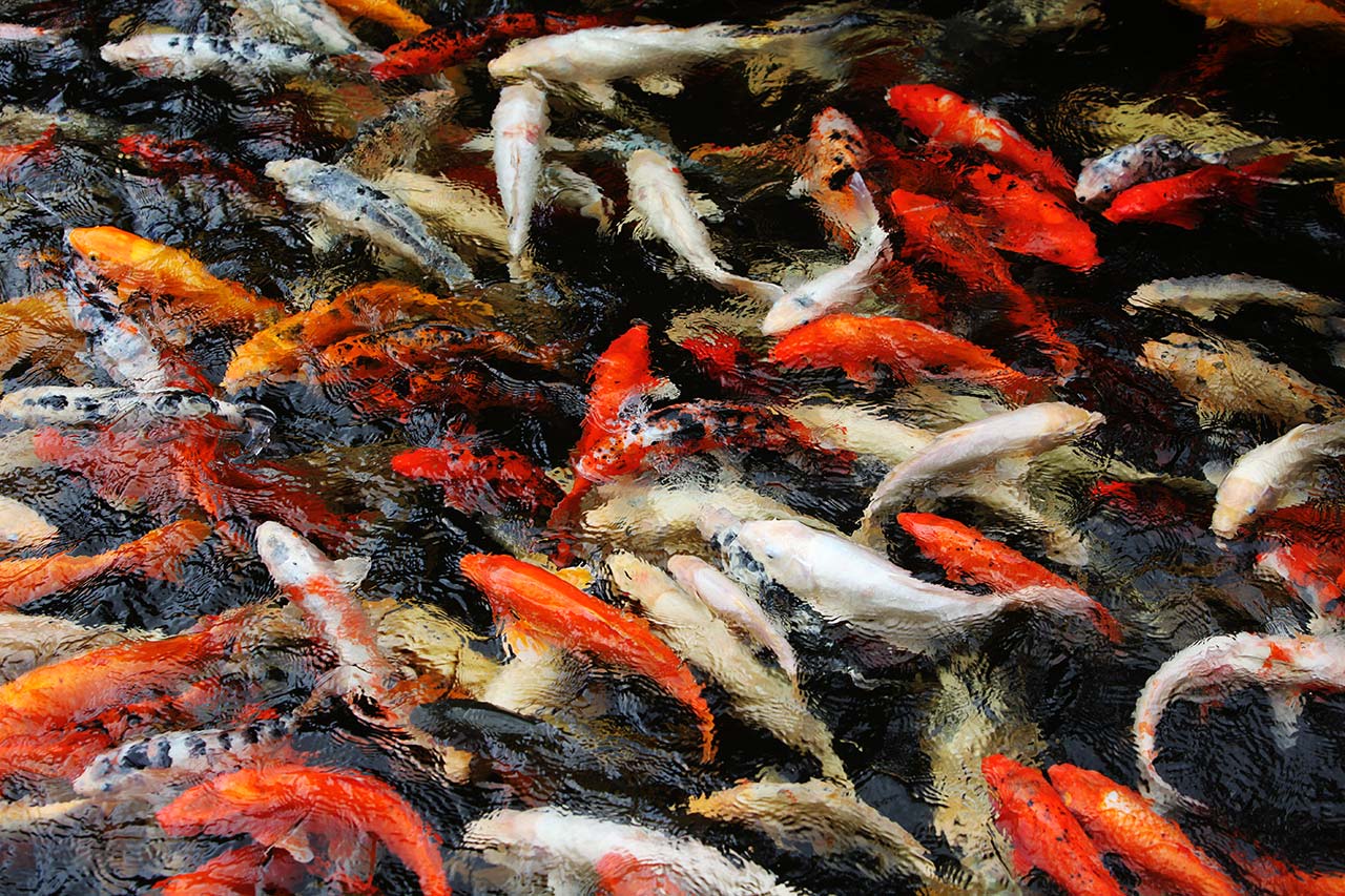 Канарские рыбы