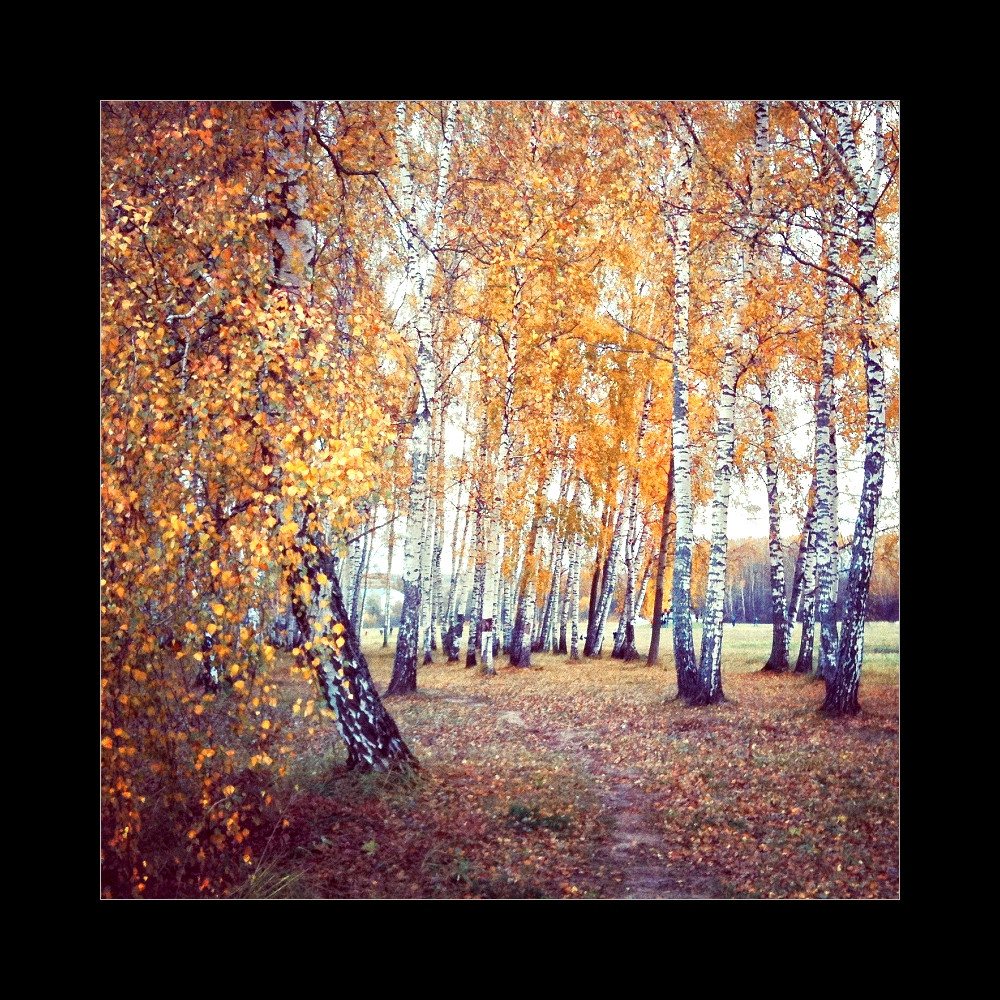 Про осень в Бородино  © onepamop&ойфон