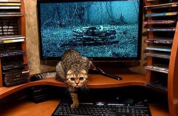 Звонок