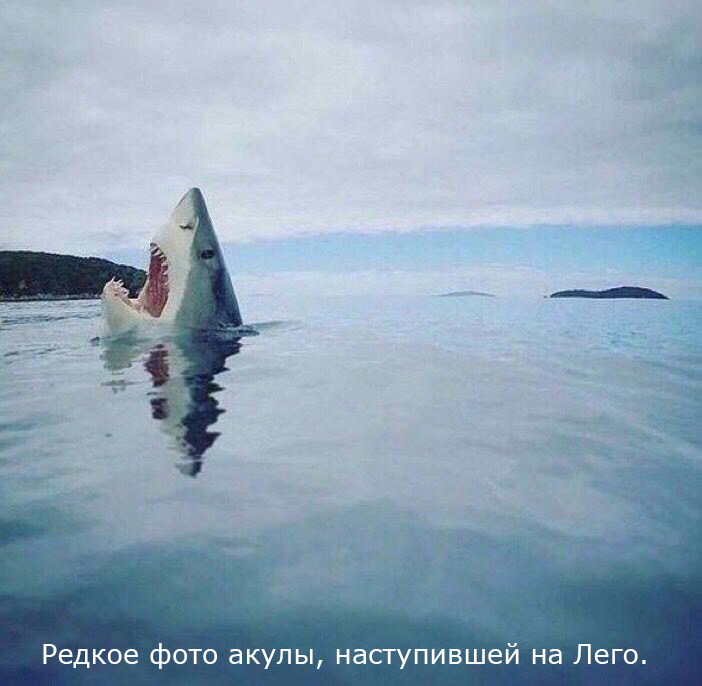Редкое фото акулы