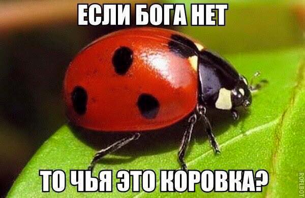 Чья это коровка?