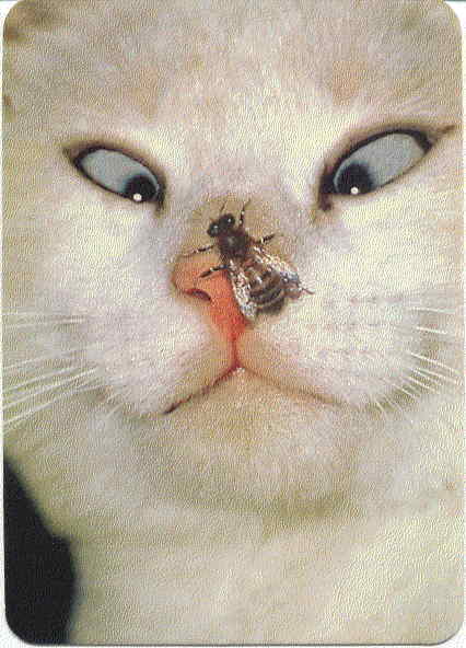Обалдевший кот