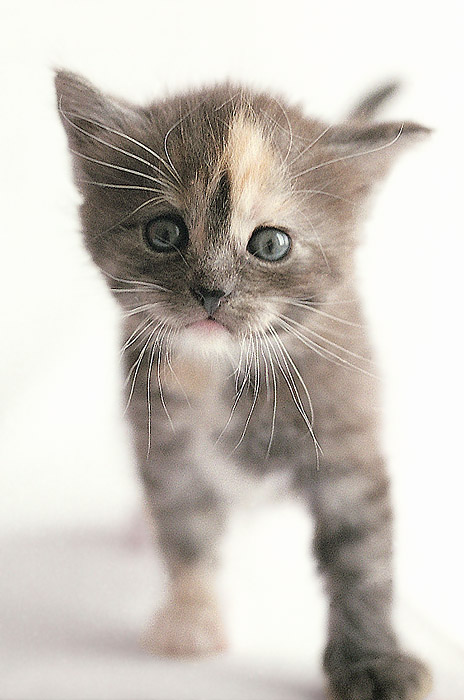 Кошастик