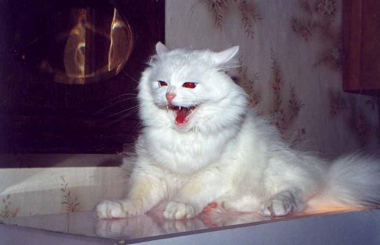 Атомный кот