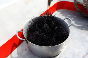 Кастрюля морских ежей