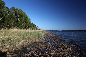 Тут водятся щуки