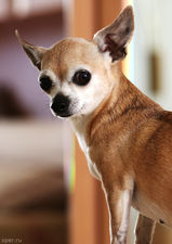 Вечерний портрет