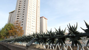Лондонская колючка